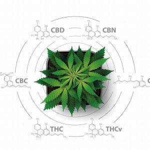 Taux de Cannabinoïdes