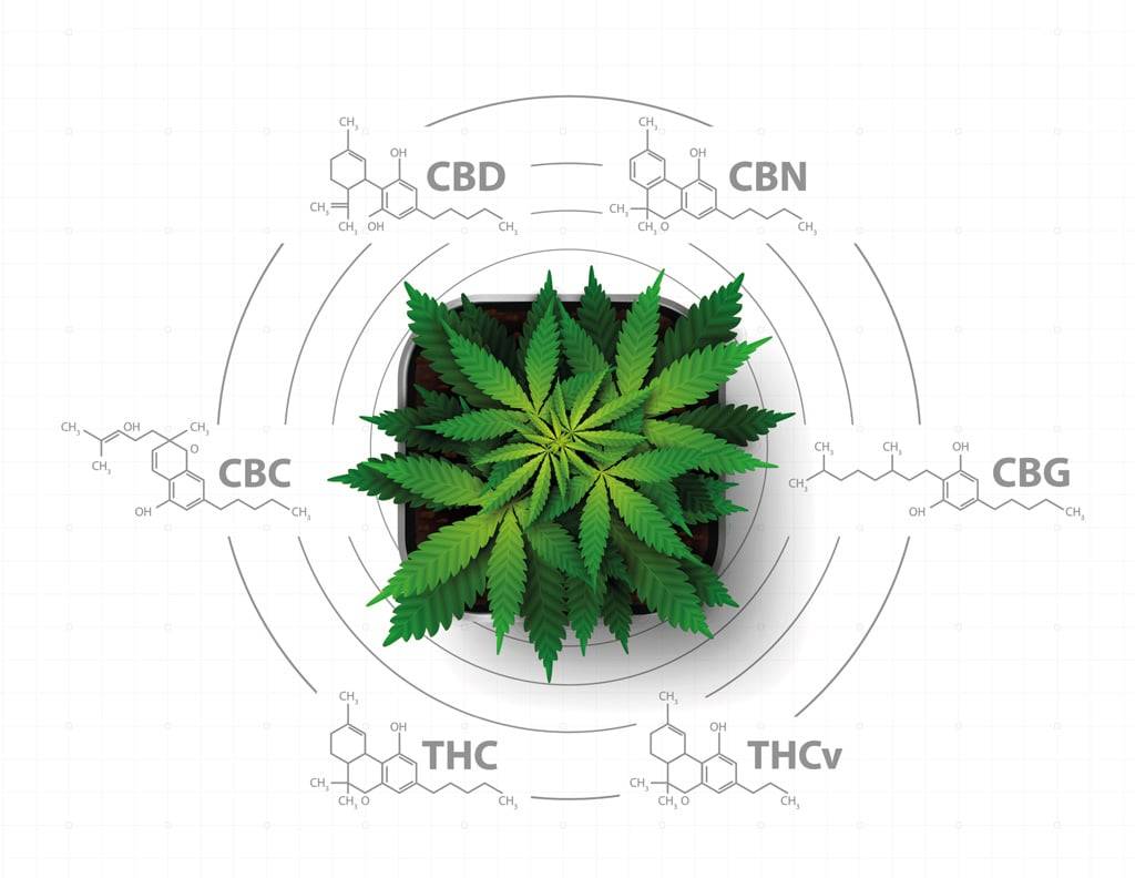 taux de cannabinoides