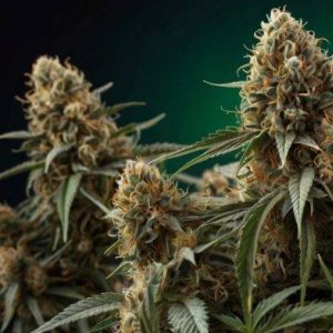 Fleurs de CBD