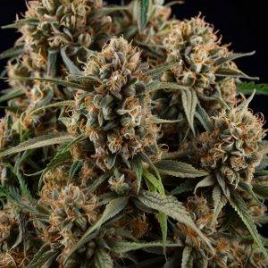 Bigbud de CBD
