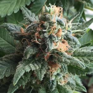 Belle Gigabud de CBD