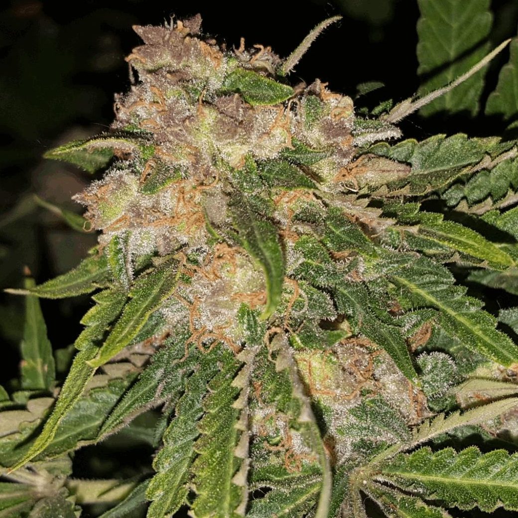 Produits CBD univers dynamique