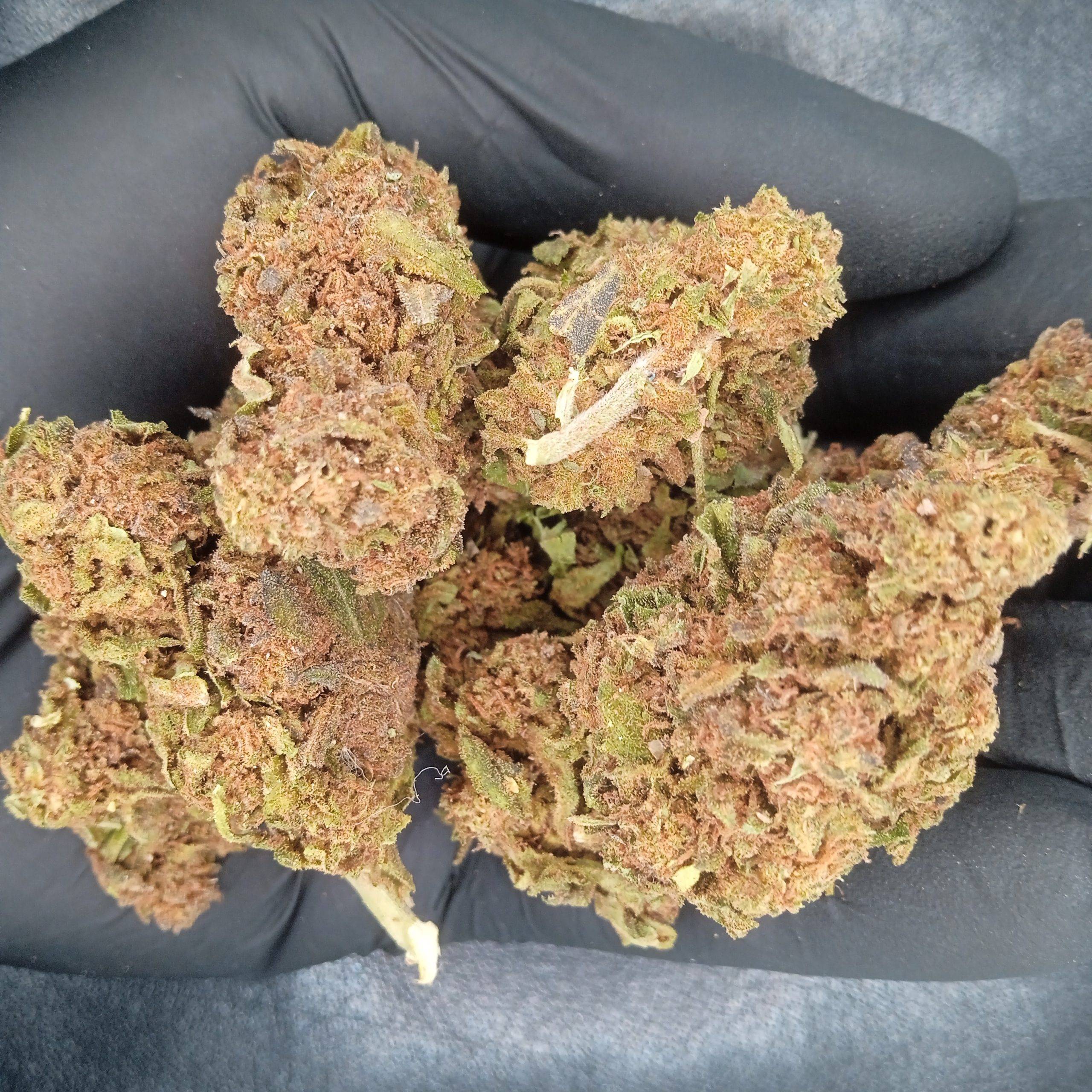 Jungle Extract CBD - profil aromatique